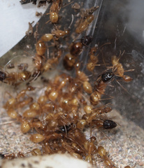 Camponotus pudorosus