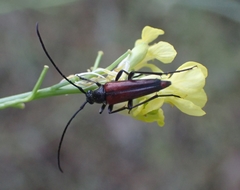 Stenurella bifasciata