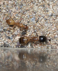 Camponotus pudorosus