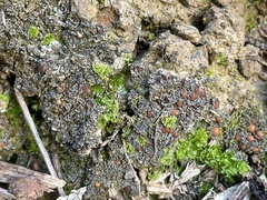 Fuscopannaria coralloidea