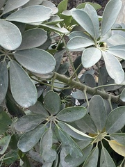 Heptapleurum arboricola image