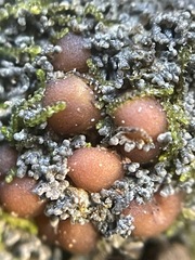 Fuscopannaria coralloidea