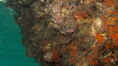 Stenorhynchus seticornis
