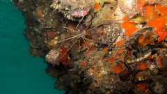 Stenorhynchus seticornis
