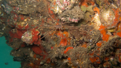Stenorhynchus seticornis