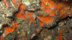 Stenorhynchus seticornis