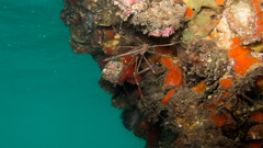 Stenorhynchus seticornis