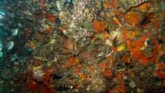 Stenorhynchus seticornis
