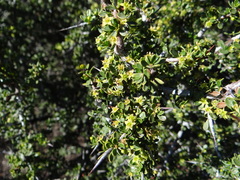 Condalia microphylla