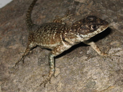 Tropidurus montanus
