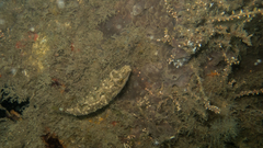 Sphoeroides spengleri