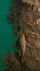 Sphoeroides spengleri