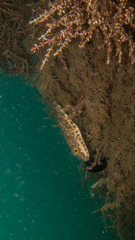 Sphoeroides spengleri