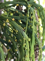 Psilotum complanatum