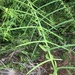 Scutia spicata - Photo (c) vivriv02,  זכויות יוצרים חלקיות (CC BY-NC)