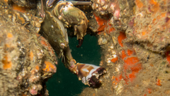 Charybdis hellerii