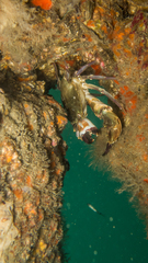 Charybdis hellerii