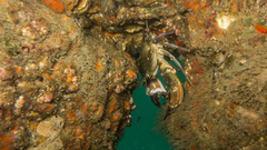 Charybdis hellerii