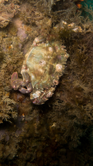 Charybdis hellerii