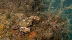 Charybdis hellerii