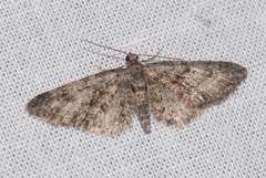 Eupithecia cocciferata