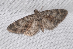 Eupithecia cocciferata