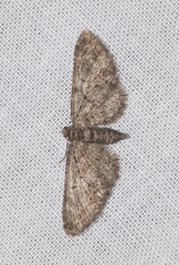 Eupithecia cocciferata