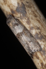 Blastobasis phycidella