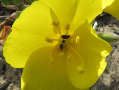 Brassicogethes aeneus