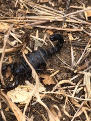 Bothriurus keyserlingi