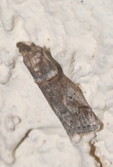 Acrobasis obliqua