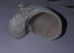 Pseudochama gryphina