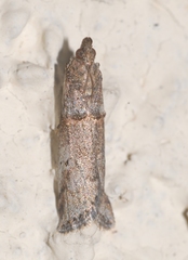 Acrobasis obliqua