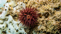 Bunodosoma caissarum