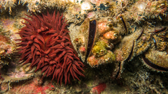 Bunodosoma caissarum