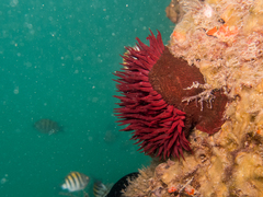 Bunodosoma caissarum