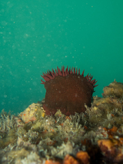 Bunodosoma caissarum