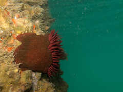 Bunodosoma caissarum