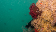 Bunodosoma caissarum