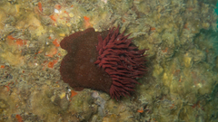 Bunodosoma caissarum