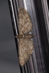 Eupithecia cocciferata