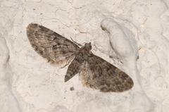 Eupithecia dodoneata