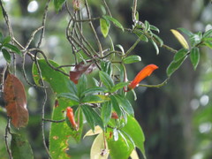 Columnea rubricaulis