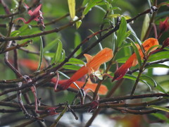Columnea rubricaulis