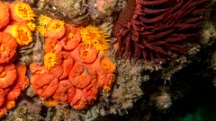 Tubastraea coccinea