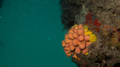 Tubastraea coccinea