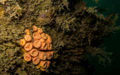Tubastraea coccinea