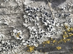 Pseudothelomma occidentale