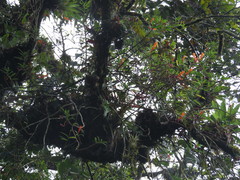 Columnea rubricaulis