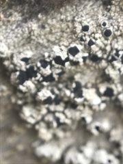 Pseudothelomma occidentale